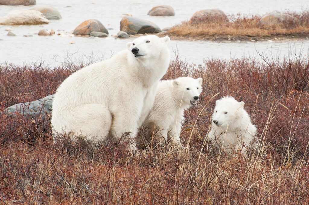 mutualism in the arctic